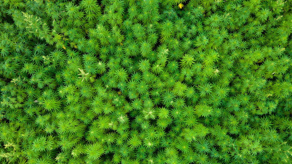 The most famous hemp crop in Poland